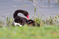 Labut cerna - Cygnus atratus - Black Swan o0425
